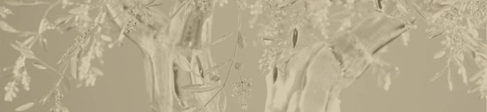A white olive tree at VOJ18
